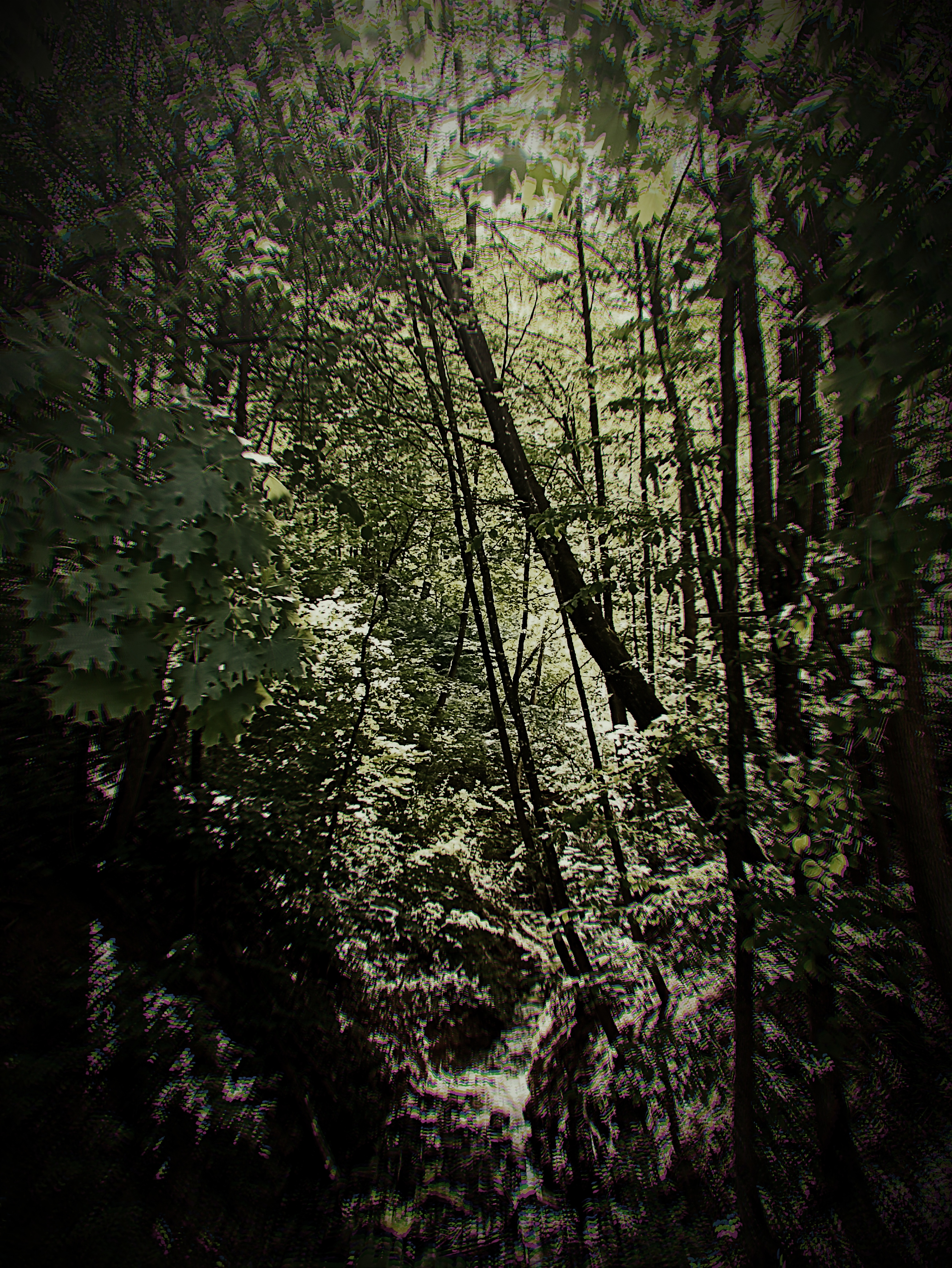 Forest Canopy